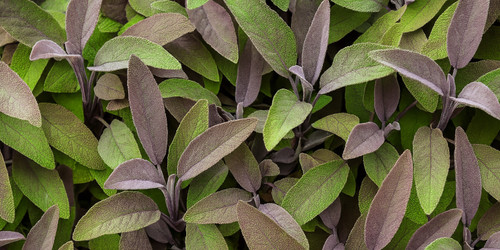 Managing The Symptoms Of Perimenopause